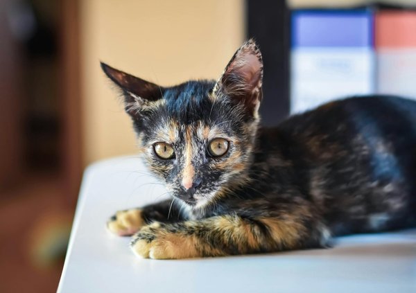 Empowering UK Landowners: A Guide to Restoring Natural Habitats for Endangered Species