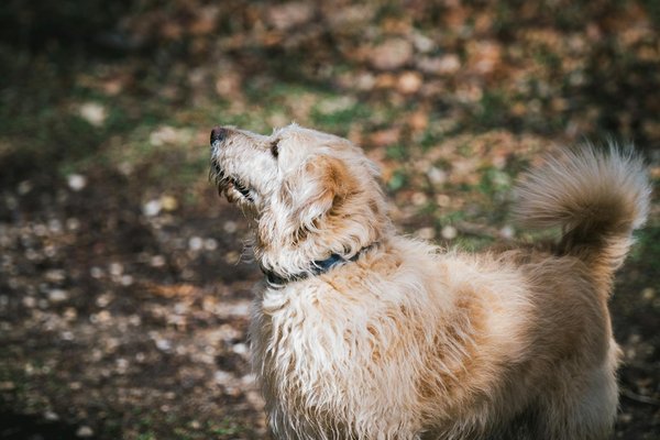 Nurturing Indoor Cats: Boosting Natural Hunting Instincts to Combat Obesity and Promote Wellbeing