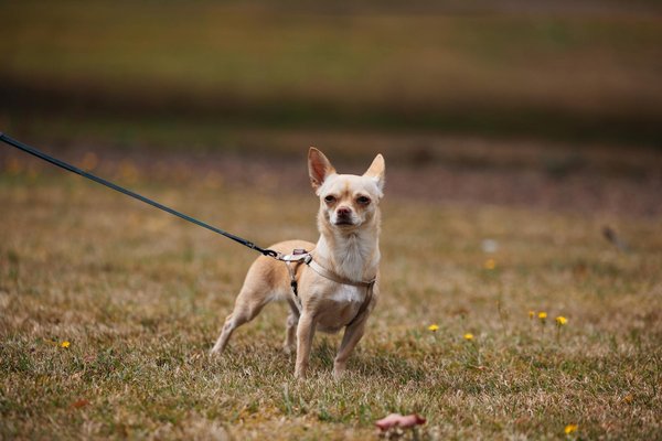 Welcoming a New Baby? Essential Tips for Easing Your Cat into the Family Transition
