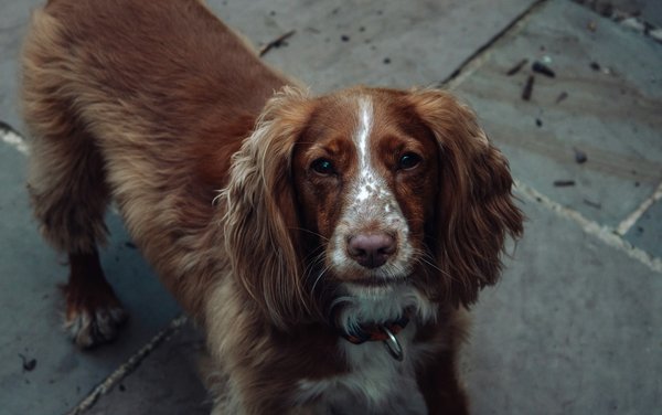 Ultimate Guide to Identifying and Managing Ear Infections in Cocker Spaniels