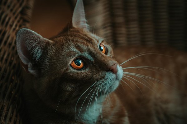 Mastering Feline Health: A Guide to Monitoring Your Cat's Breathing Rate and Spotting Respiratory Issues at Home